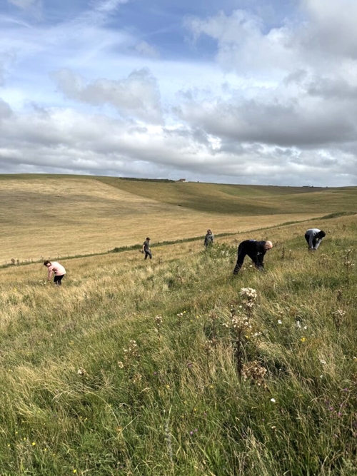 Wildflower seed collection at Eden Project Partnership in Sussex